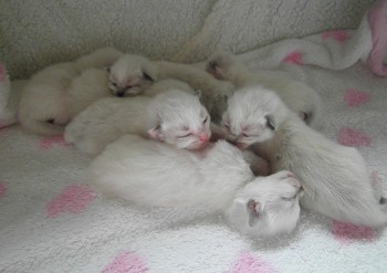 chatons - 11 jours - Chatterie Ragdolls du Val de Beauvoir